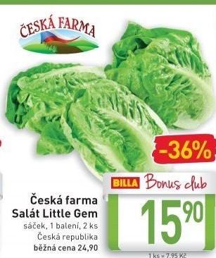 Salát little gem Česká farma