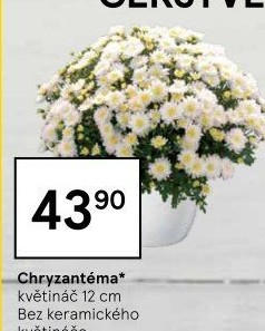 Chrysanthemum - Chryzantéma