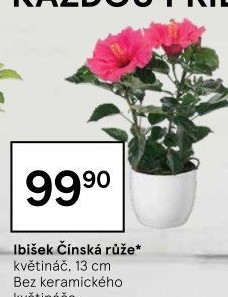Hibiscus - Ibišek