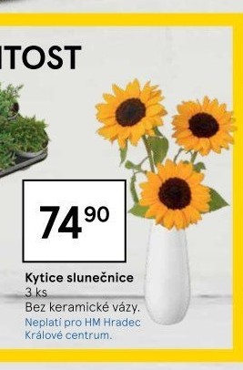 Helianthus - Slunečnice řezaná
