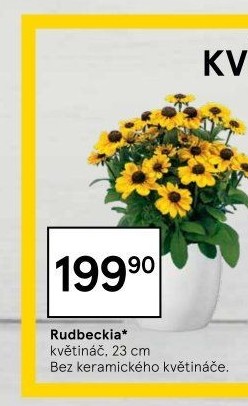 Rudbekie - Třapatka