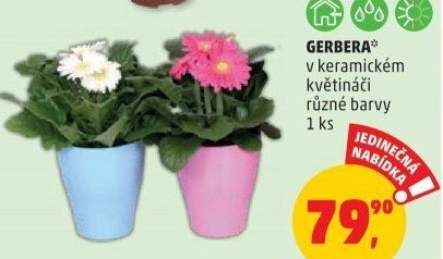 Gerbera
