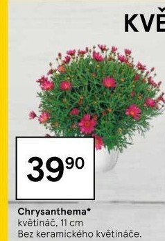 Chrysanthemum - Chryzantéma