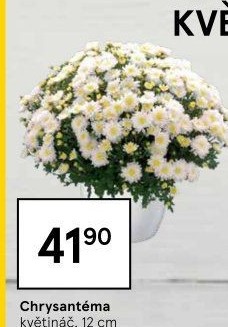 Chrysanthemum - Chryzantéma