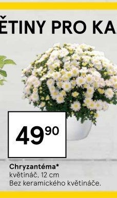 Chrysanthemum - Chryzantéma