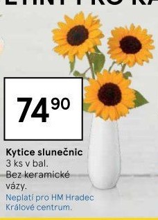Řezané slunečnice