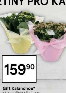 Kalanchoe - Kolopejka