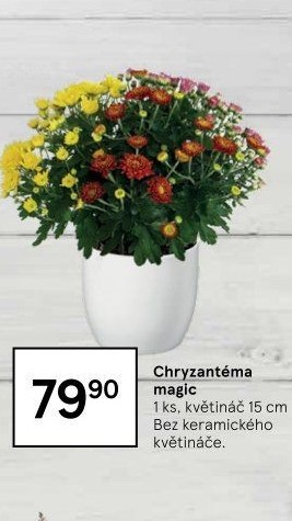 Chrysanthemum - Chryzantéma