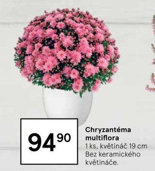 Chrysanthemum - Chryzantéma
