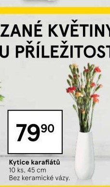 Řezaný karafiát
