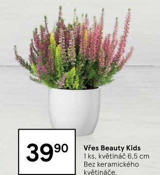 Vřesovec - Calluna