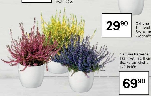 Vřesovec - Calluna