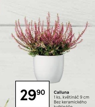 Vřesovec - Calluna