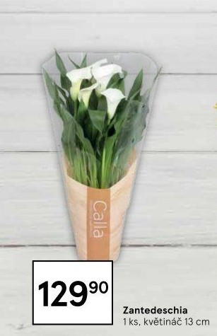 Zantedeschia - Kornoutovka