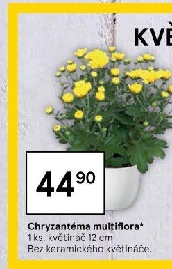 Chrysanthemum - Chryzantéma