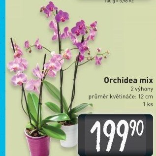 Orchidej