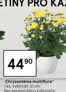 Chrysanthemum - Chryzantéma