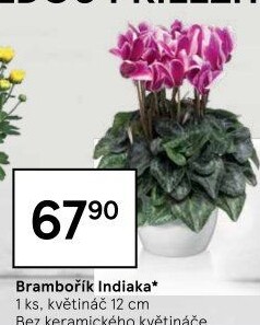 Cyclamen - Brambořík