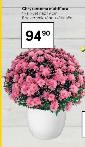 Chrysanthemum - Chryzantéma