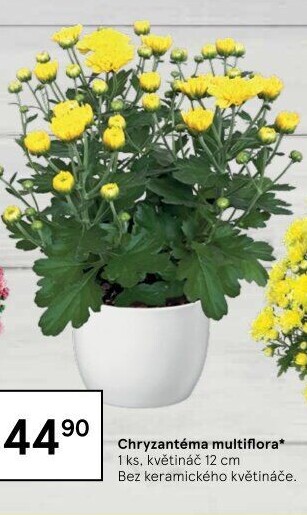 Chrysanthemum - Chryzantéma