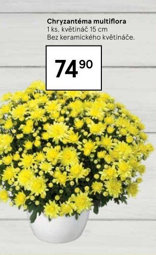 Chrysanthemum - Chryzantéma