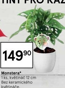 Monstera