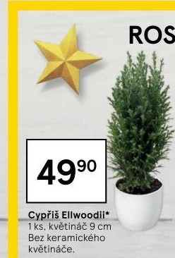 Cupressus - Cypřiš