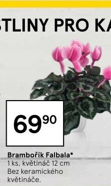Cyclamen - Brambořík