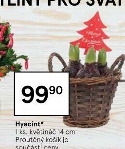 Hyacint