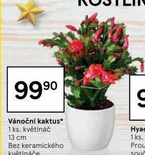 Vánoční kaktus - Schlumbergera