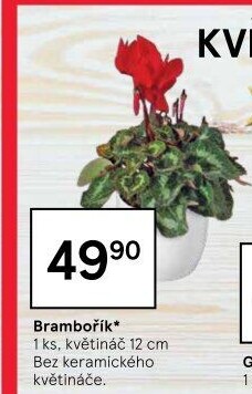 Cyclamen - Brambořík