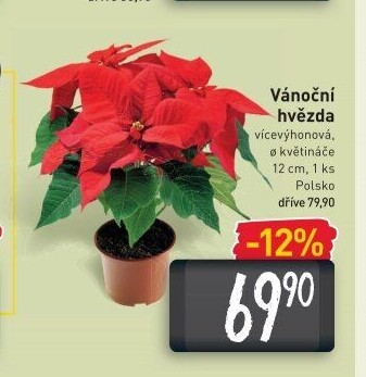 Vánoční hvězda
