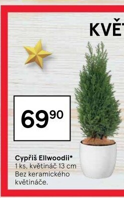 Cupressus - Cypřiš