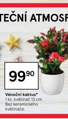 Vánoční kaktus - Schlumbergera