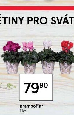 Cyclamen - Brambořík