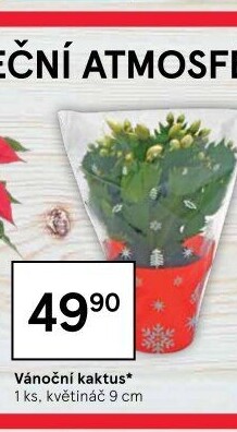 Vánoční kaktus - Schlumbergera