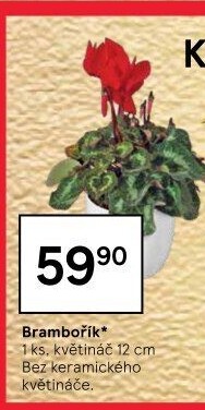 Cyclamen - Brambořík