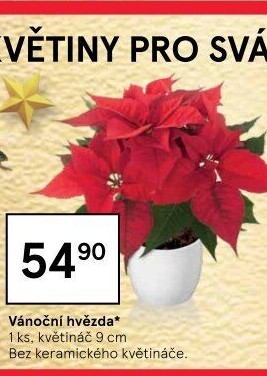 Vánoční hvězda