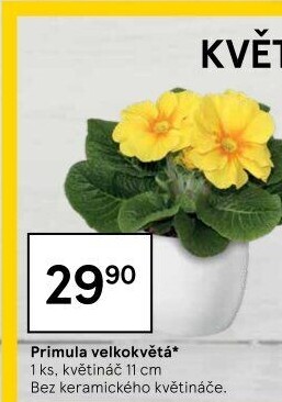 Primule - Petrklíč - Prvosenka