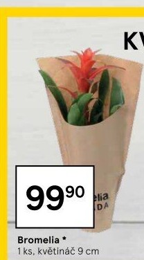 Bromelia