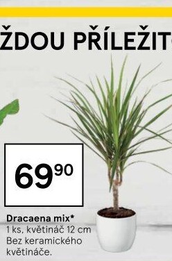Dracena
