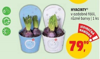 Hyacint