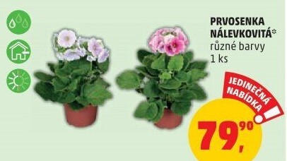 Primule - Petrklíč - Prvosenka