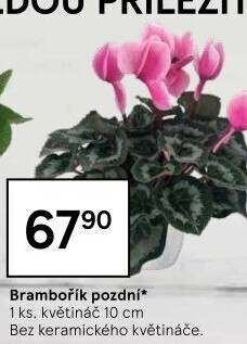 Cyclamen - Brambořík