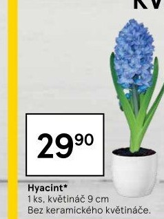 Hyacint