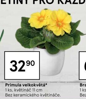 Primule - Petrklíč - Prvosenka
