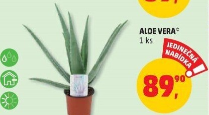 Aloe vera