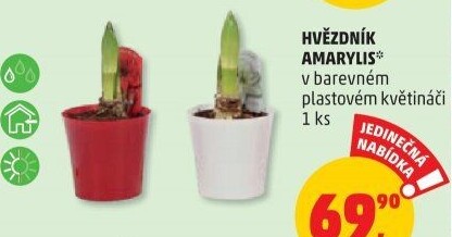 Amarylis - Hvězdník
