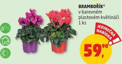 Cyclamen - Brambořík