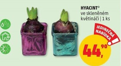 Hyacint